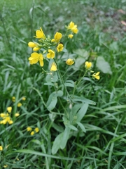 Brassica rapa