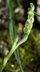 Pterostylis cycnocephala