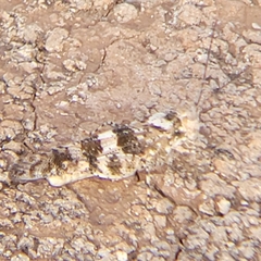 Trimerotropis latifasciata