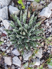 Agave parviflora