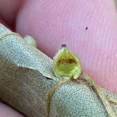 Caryomyia caryaecola