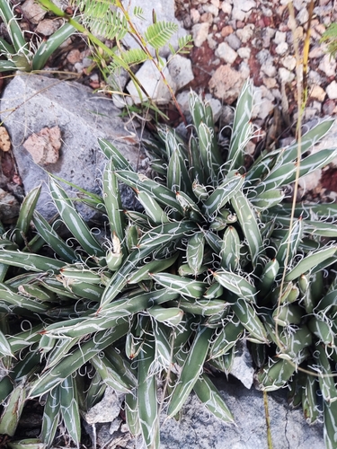 Image of Agave parviflora by (c) Tereka Lasso, some rights reserved (CC BY-SA)