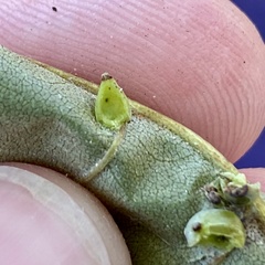 Caryomyia caryaecola