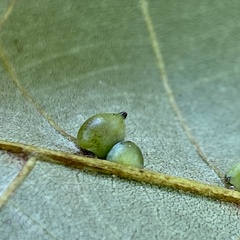 Caryomyia caryaecola