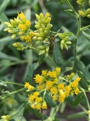 Halictidae