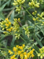 Halictidae