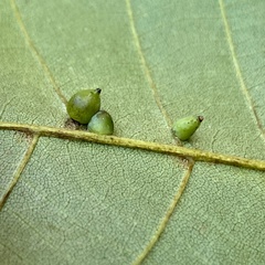 Caryomyia caryaecola