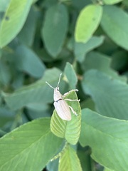 Compsus auricephalus