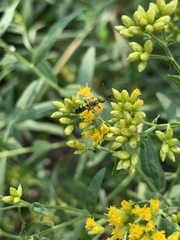 Halictidae