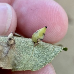 Caryomyia caryaecola