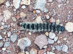 Gloveria arizonensis