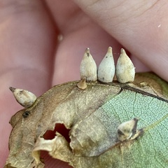 Caryomyia caryaecola