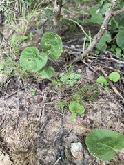 Thymophylla tenuiloba