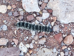 Gloveria arizonensis
