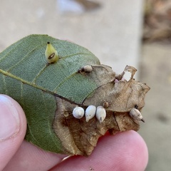 Caryomyia caryaecola