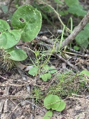 Thymophylla tenuiloba