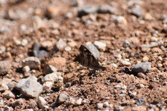 Libytheana carinenta mexicana