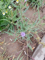 Lactuca tatarica