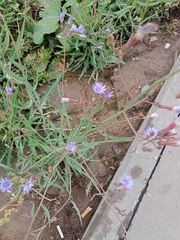 Lactuca tatarica