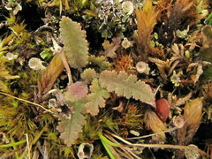 Pedicularis