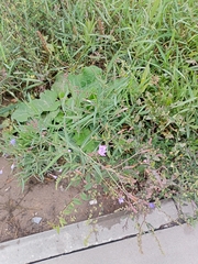 Lactuca tatarica