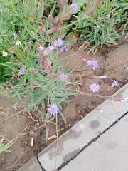 Lactuca tatarica