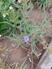 Lactuca tatarica