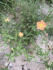 Sphaeralcea pedatifida