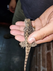 Sceloporus clarkii