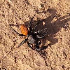 Phidippus texanus