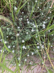 Euploca confertifolia