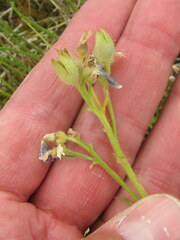 Polemonium acutiflorum