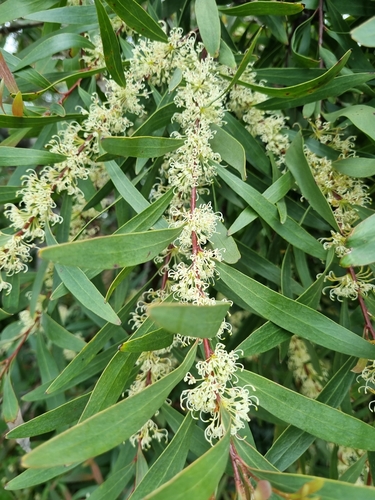 Willow-leaved hakea