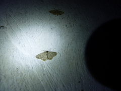 Ectropis crepuscularia