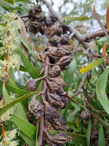 Willow-leaved hakea