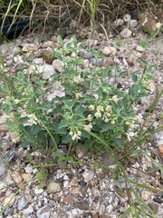 Tetraclea coulteri