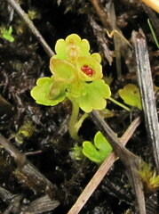 Chrysosplenium tetrandrum