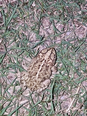 Incilius mazatlanensis