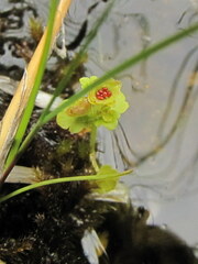Chrysosplenium tetrandrum