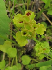 Chrysosplenium tetrandrum