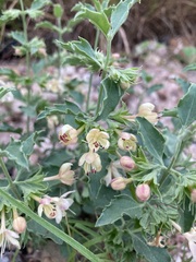 Tetraclea coulteri
