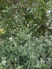Symphyotrichum firmum