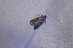 Acrobasis tricolorella