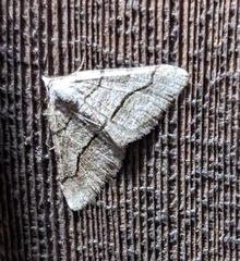Digrammia continuata
