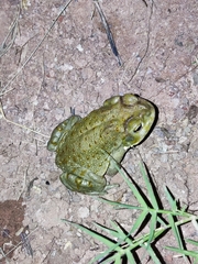 Incilius alvarius