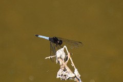 Erythrodiplax basifusca