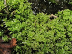 Mniaceae