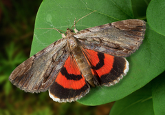 Catocala ultronia