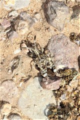 Merocoris