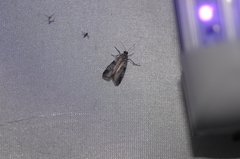 Acrobasis tricolorella